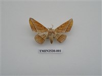 藏品(尺蛾3)的圖片